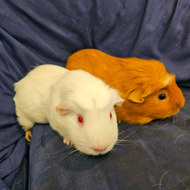 Photo of Ginger Nut & Vanilla Ice 