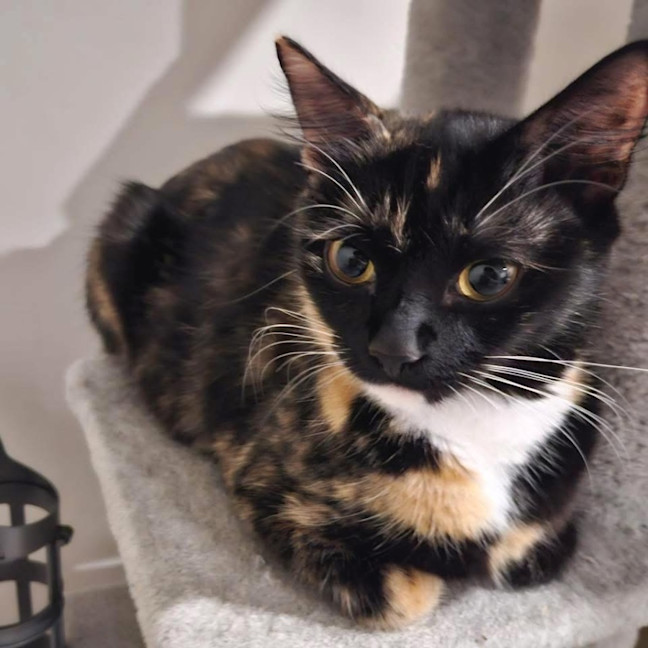 Photo of 12574   Cheetah