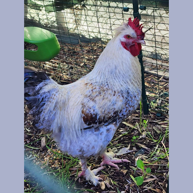 Photo of 🐓 Roopaul 6336 🐓