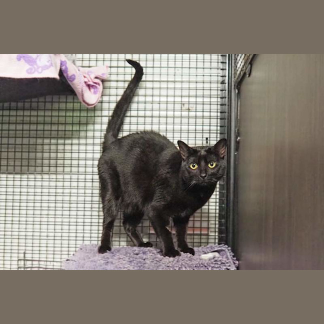 Photo of Salem