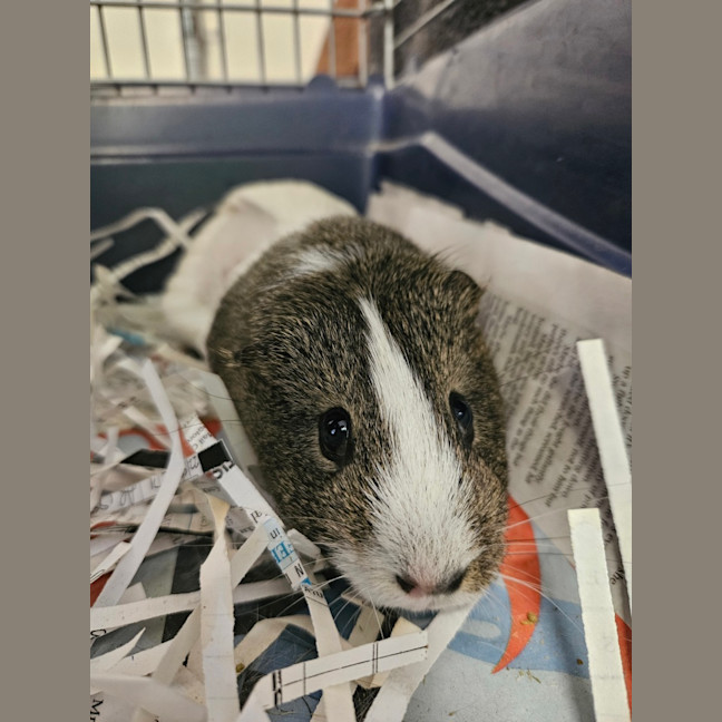 Photo of Brioche