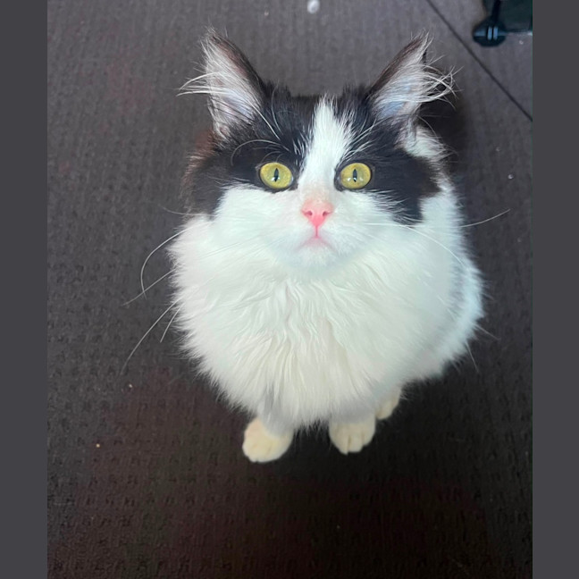 Photo of Heckle