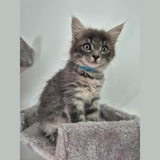 Photo of Dusty