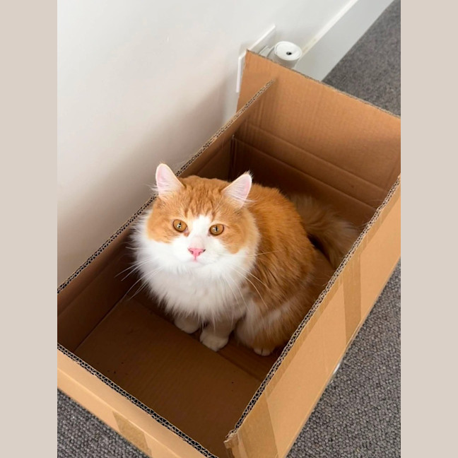 Photo of Mango