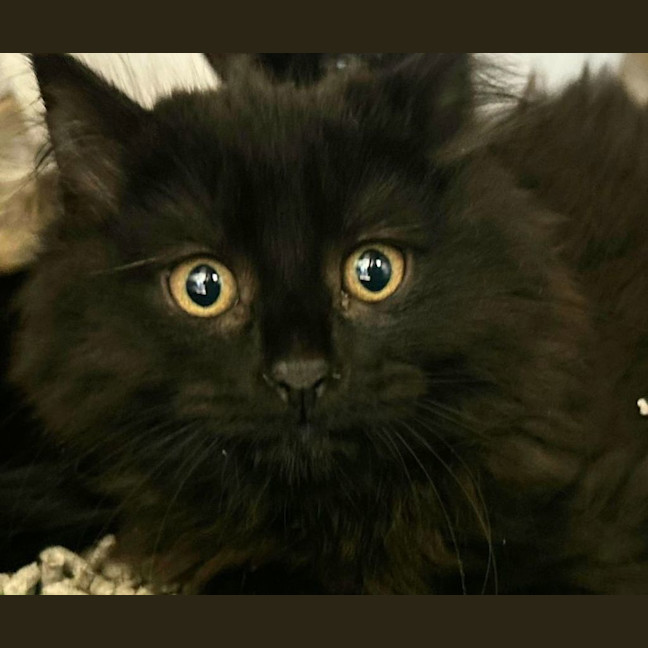 Photo of Miso