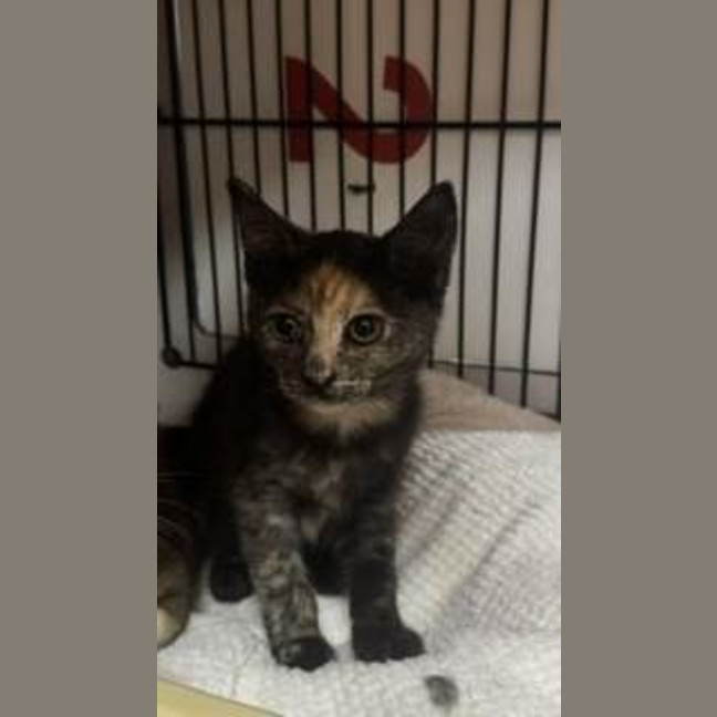 Photo of Mew