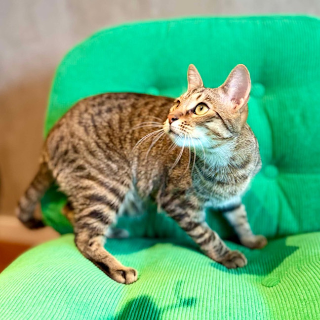 Photo of Treat   Located In Brunswick East