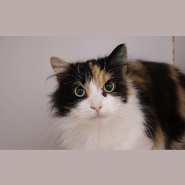 Photo of Wren