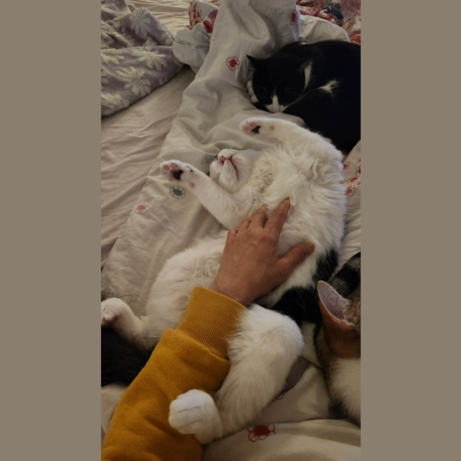 Photo of Pudding