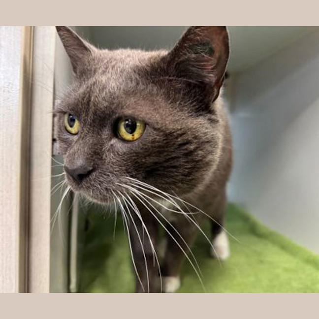 Photo of Samson