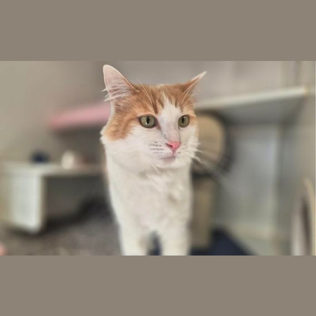 Photo of Pipi