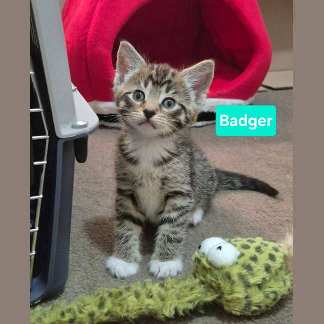 Photo of Badger