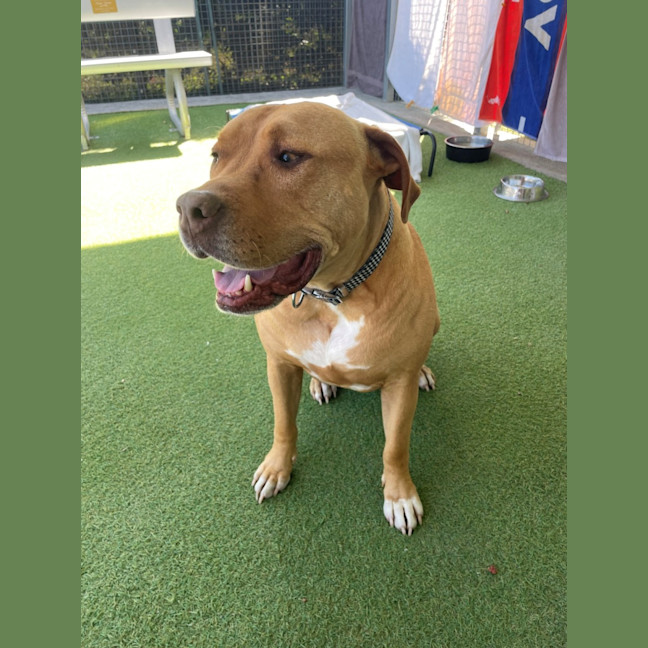 Photo of D1281 Rusty 