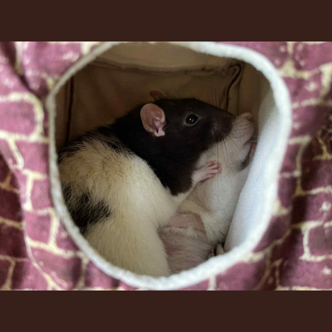 Photo of Iris & Beans