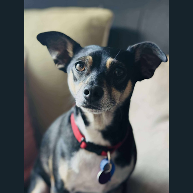 Photo of Valo   3 Year Old Fox Terrier X