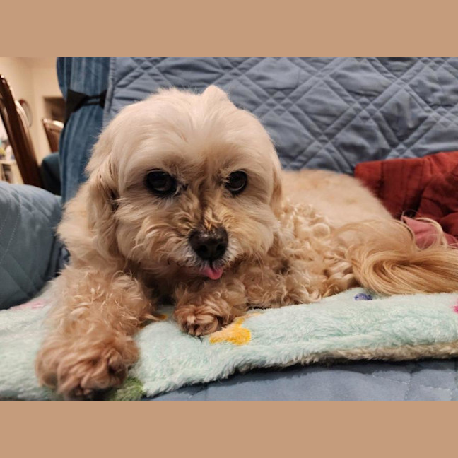 Photo of Lola Silvanus