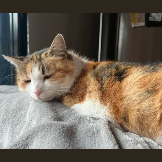 Photo of Mochi