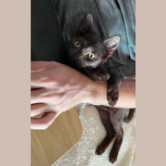 Photo of Wispa