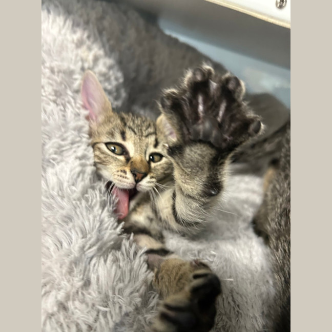 Photo of Bean
