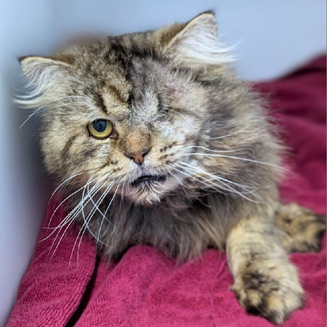 Photo of Simba