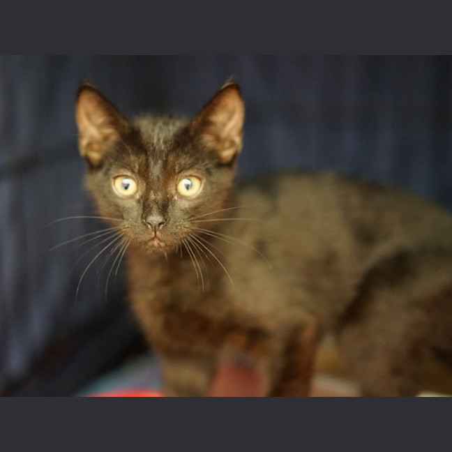 Photo of Cinder
