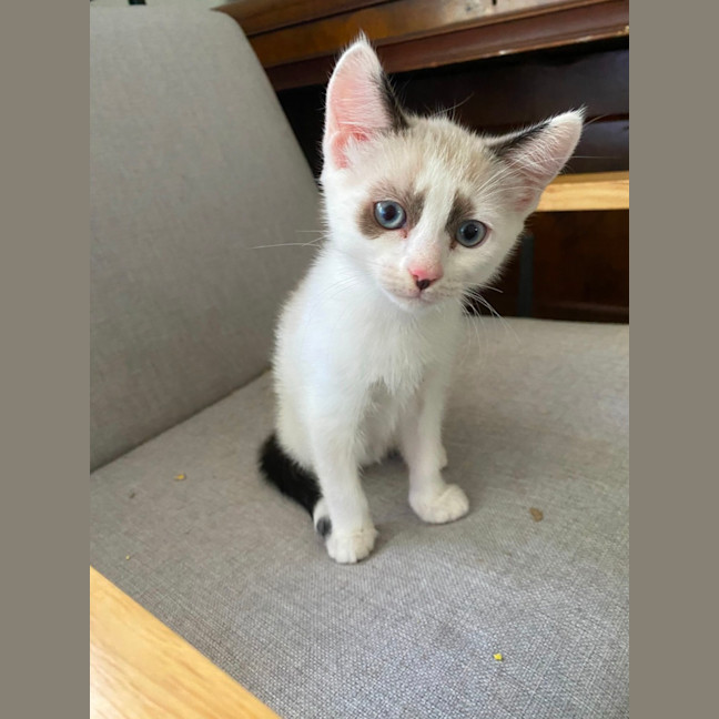 Photo of Cookie❤️