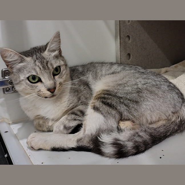 Photo of Saffron
