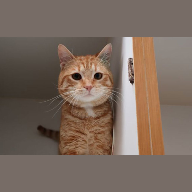 Photo of Diesel