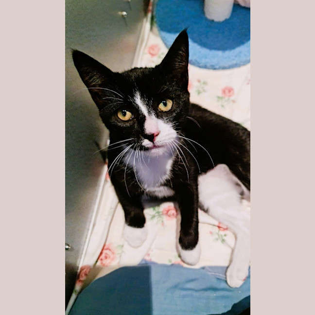 Photo of Tobie
