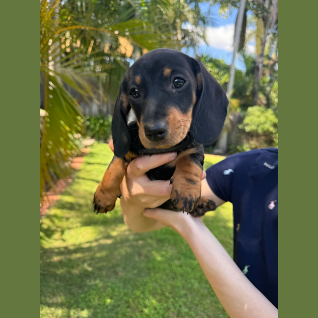 Photo of Luna's Puppies Just Released