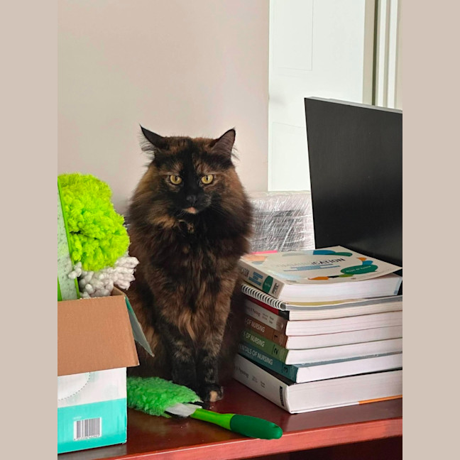 Photo of Boomkin