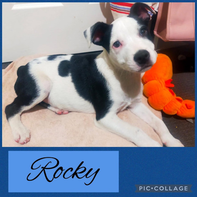 Photo of Rocky