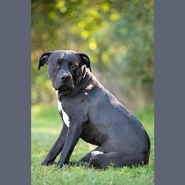 Photo of Bronson