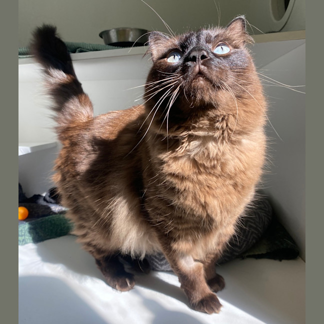 Photo of Yoshi