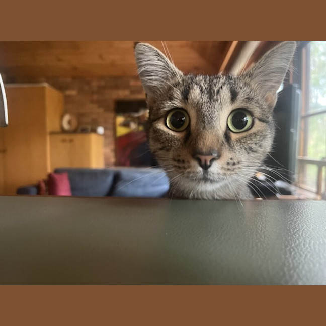 Photo of Chief
