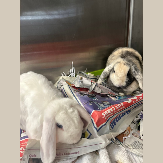 Photo of Snowy & Coco
