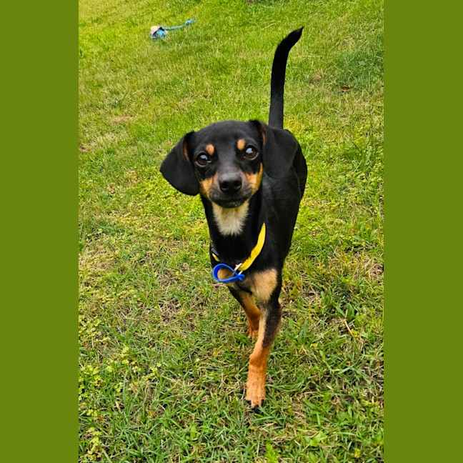 Photo of Louie  9 Month Old Chihuahua X Dachshund 