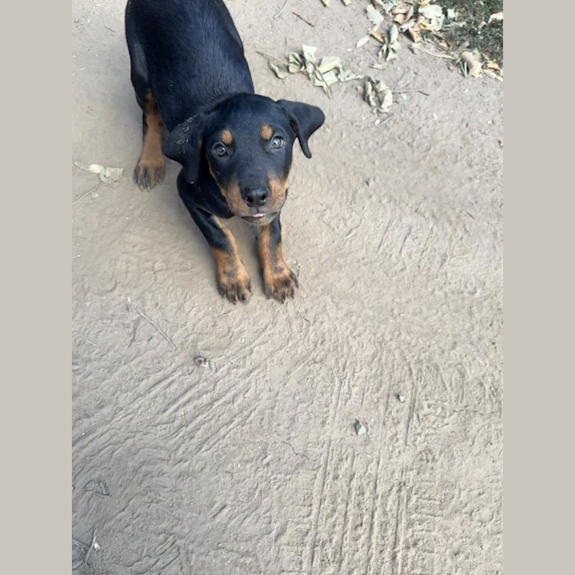 Photo of Frankie Zappa