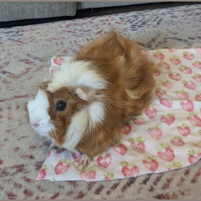 Photo of Missy & Poppy