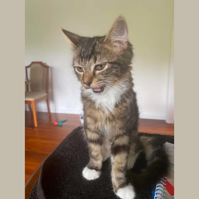 Photo of Ned