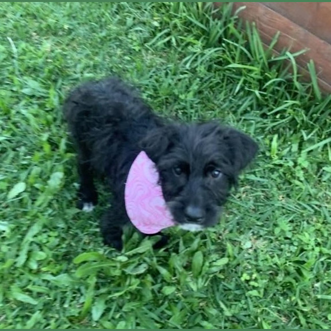 Photo of Nutmeg