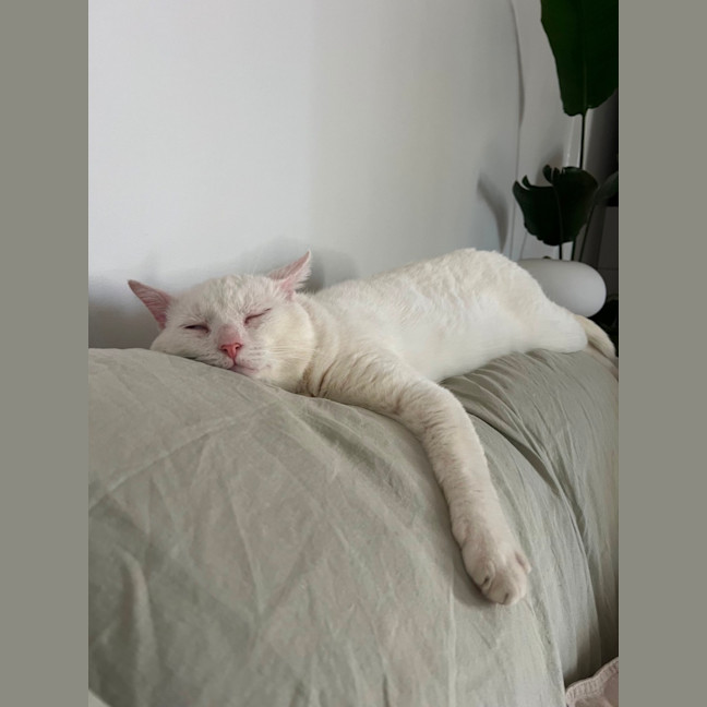 Photo of Falkor