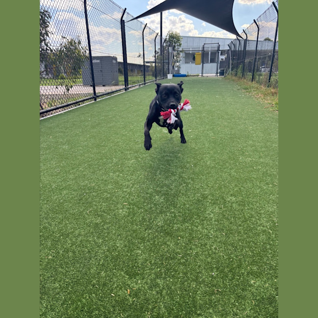 Photo of Ghibli Imp 2118