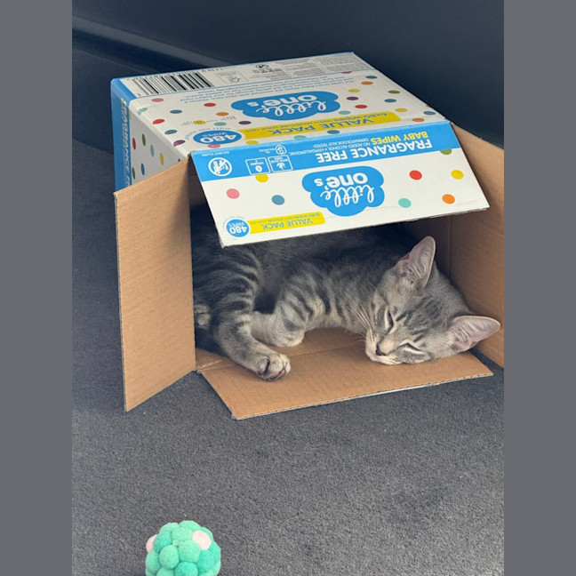 Photo of Snow Leopard 