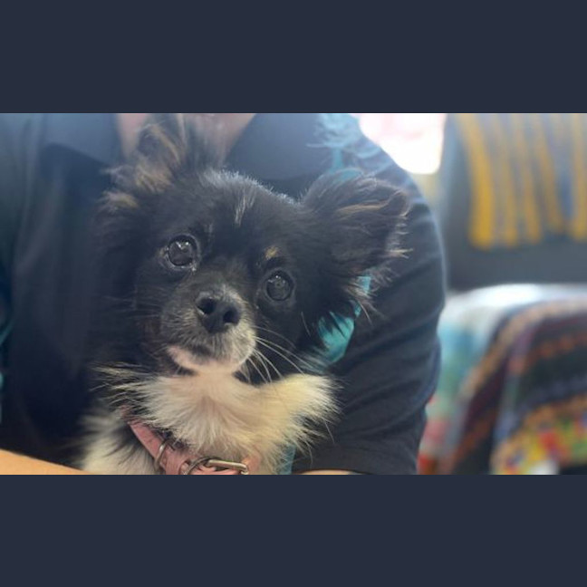 Photo of Daisy
