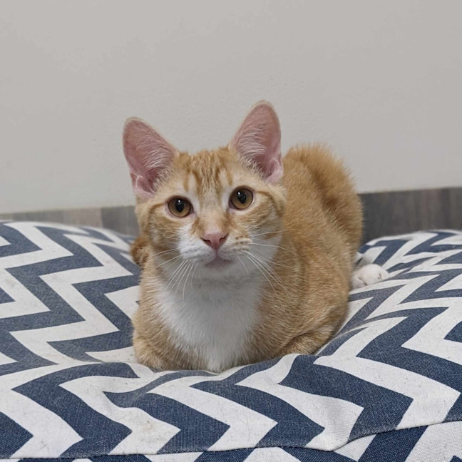 Photo of Scotty   Located In Preston