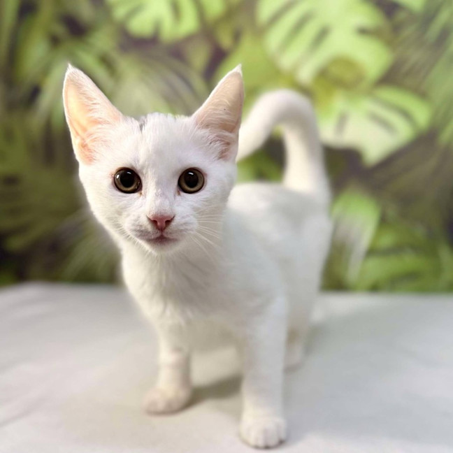 Photo of Yuki   Located In Coburg