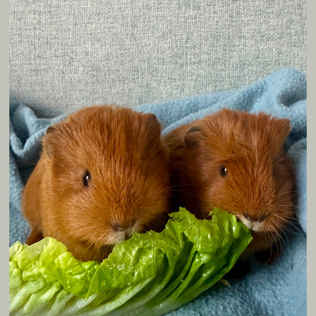 Photo of Pretzel & Chai