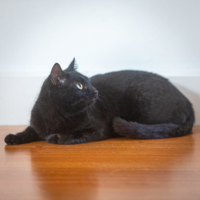 Photo of Midnight 