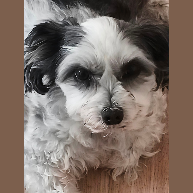 Photo of Toby   10 Year Old Maltese X